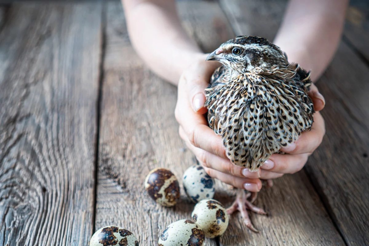 Hands cradling a Coturnix quail above a clutch of speckled quail eggs