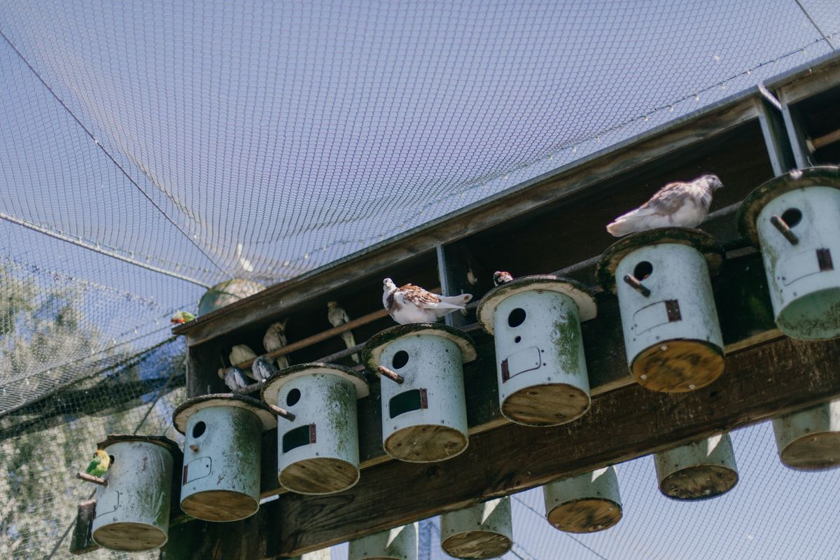 Birds perched inside a large mesh aviary