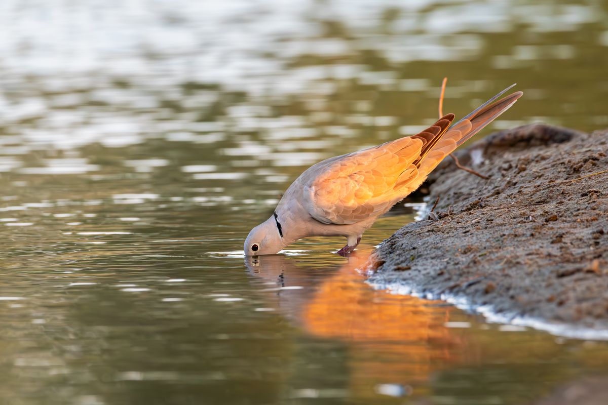 A bird drinking at the edge of still water
