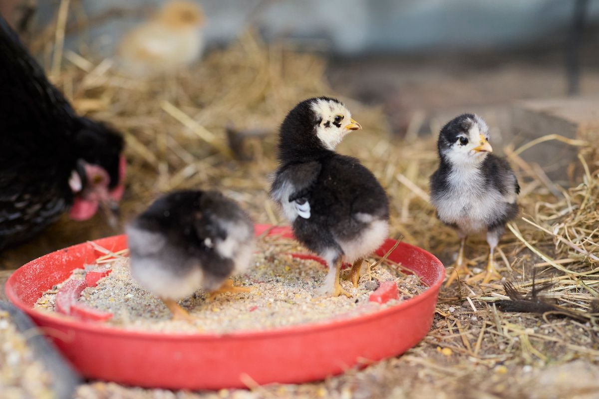 Chicks feeding from a shallow feeder