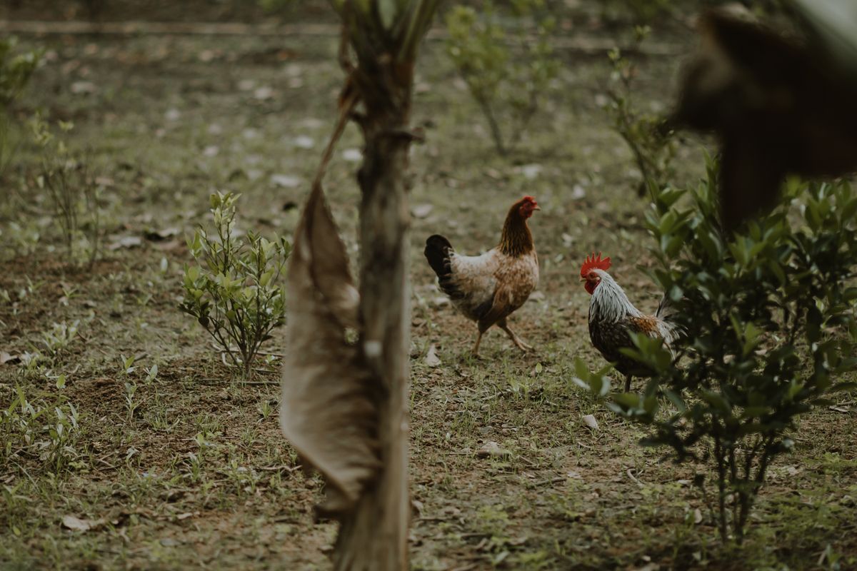 Two chickens in a green garden
