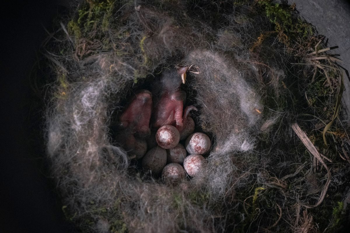 Newly hatched chicks beside eggs that have not opened