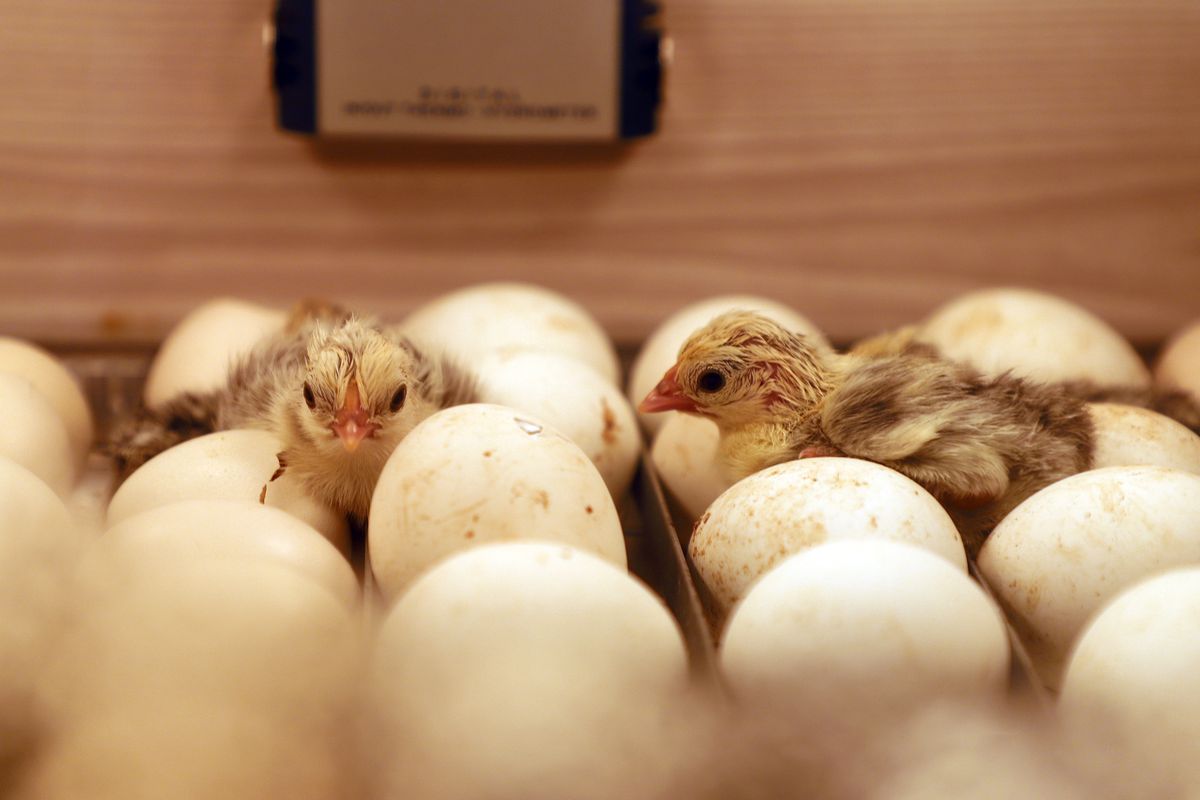 Chicks emerging from eggs inside a wooden incubator