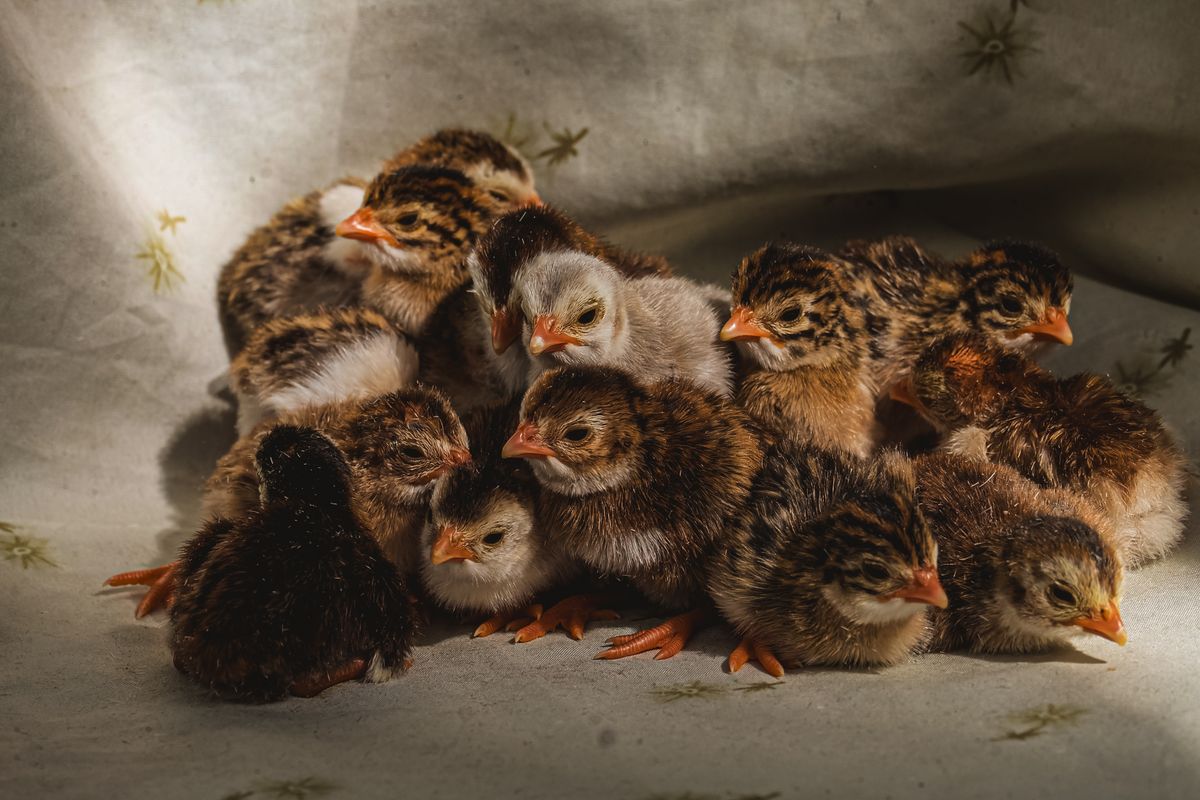 Newborn chicks huddled together under soft light