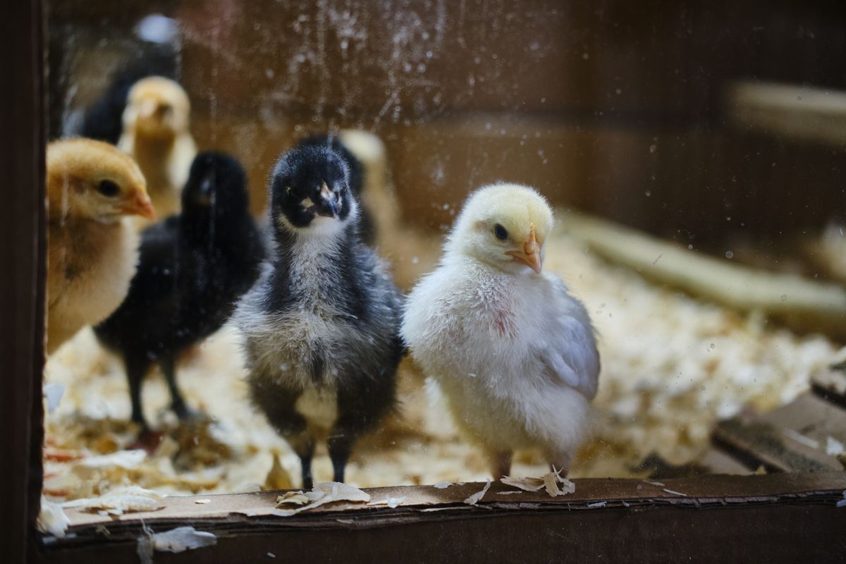 Chicks inside a brooder cage