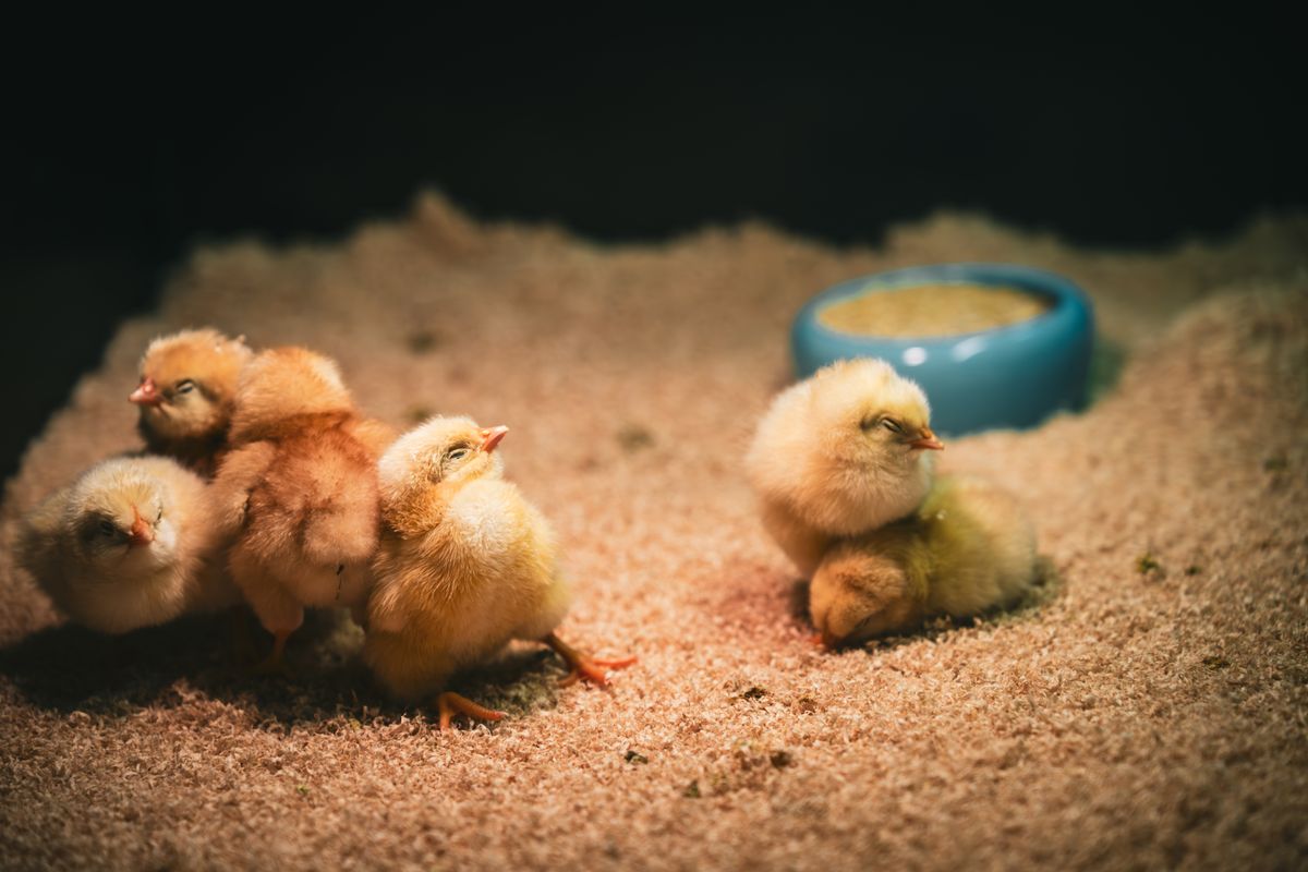 Chicks resting under a warm lamp
