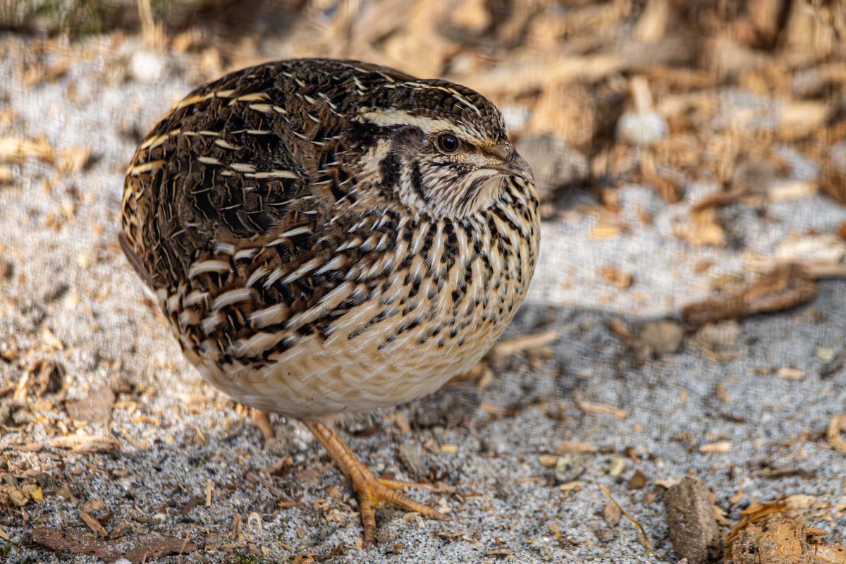 A common quail showing its speckled feather pattern