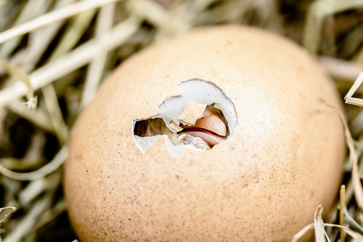 An egg beginning to crack open in straw