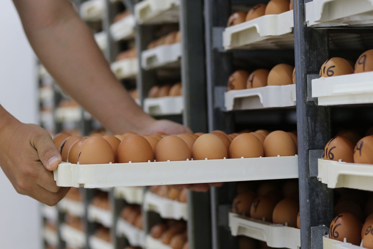 Hands moving trays of eggs on a shelf