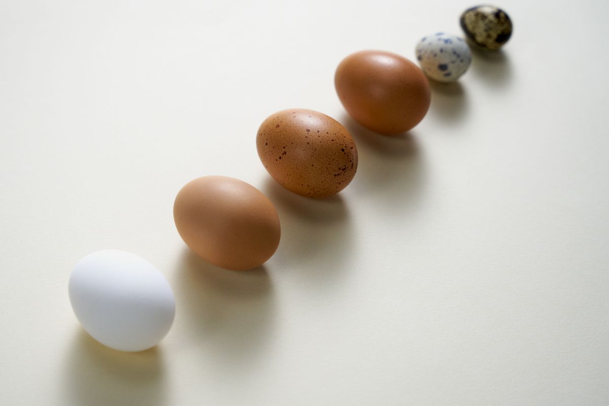 Eggs of several sizes lined up on a light surface