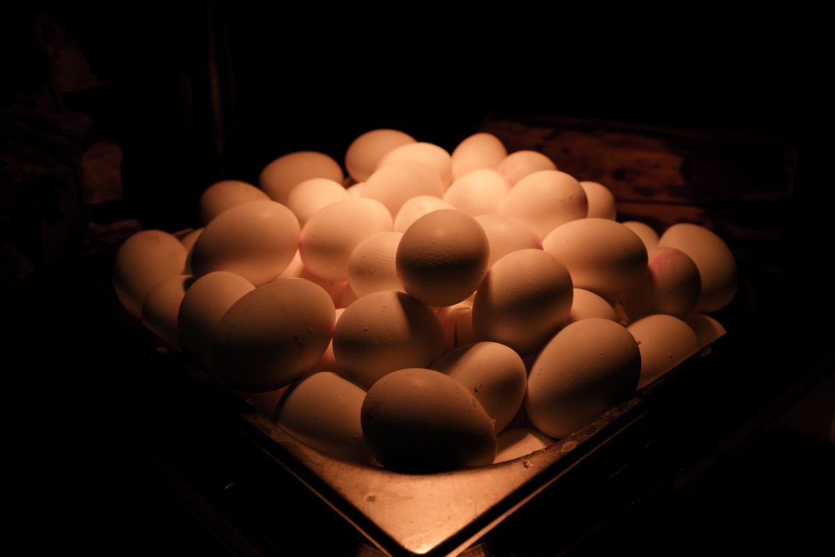 Eggs glowing under a light in a dark room