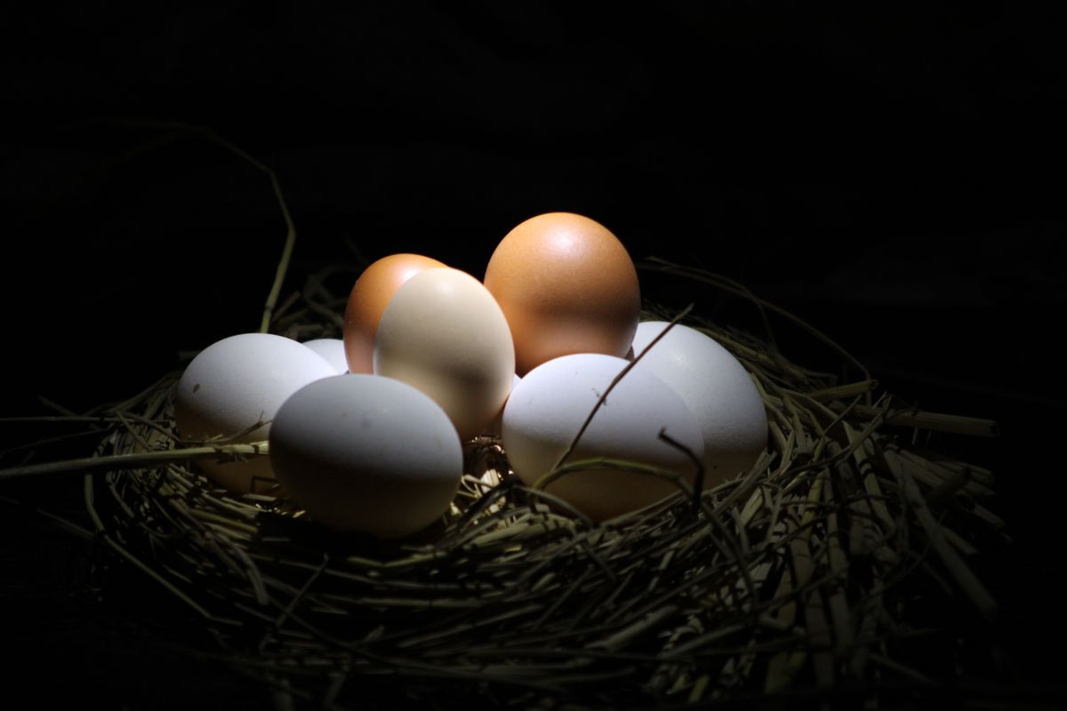 Eggs in a straw nest in low light