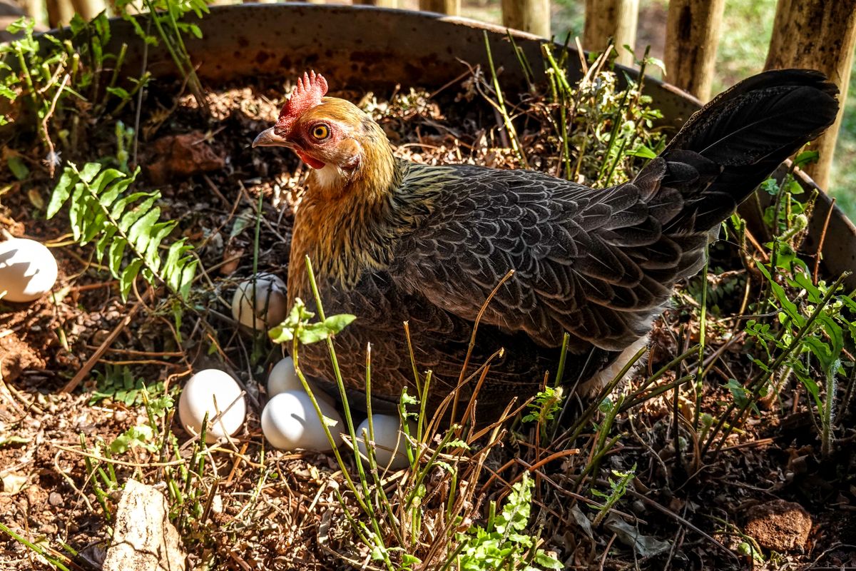 A hen sitting on eggs in a nest outdoors