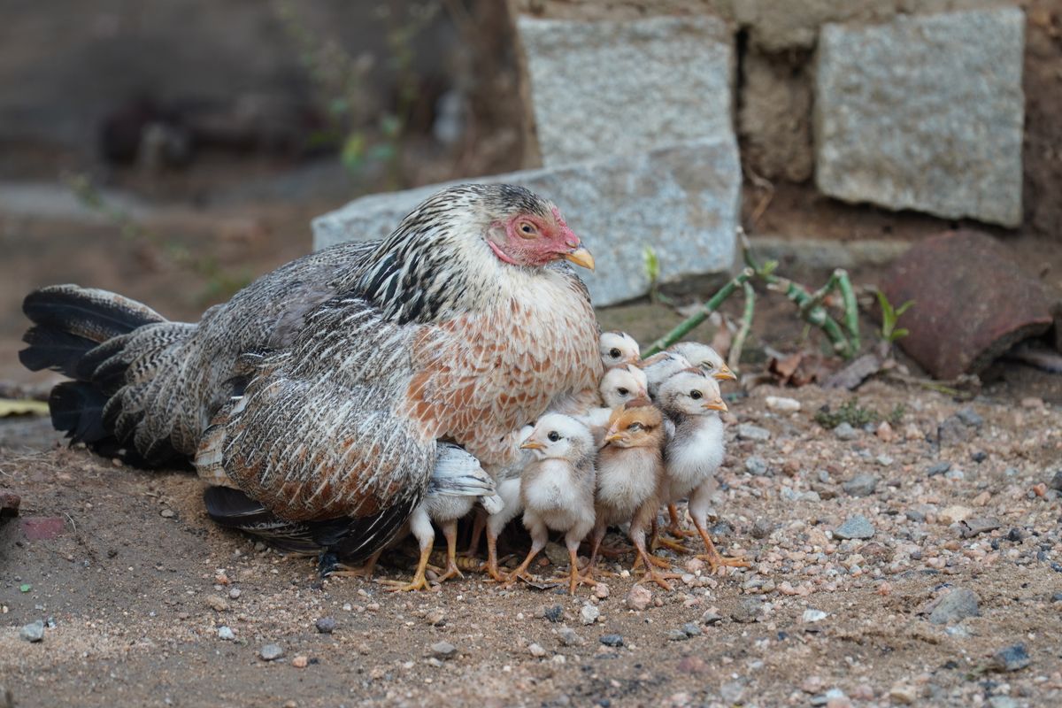 A hen sheltering her chicks in a yard