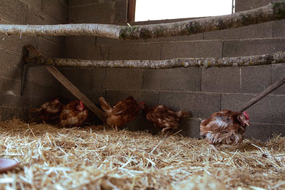 Hens nesting in straw inside a wooden coop