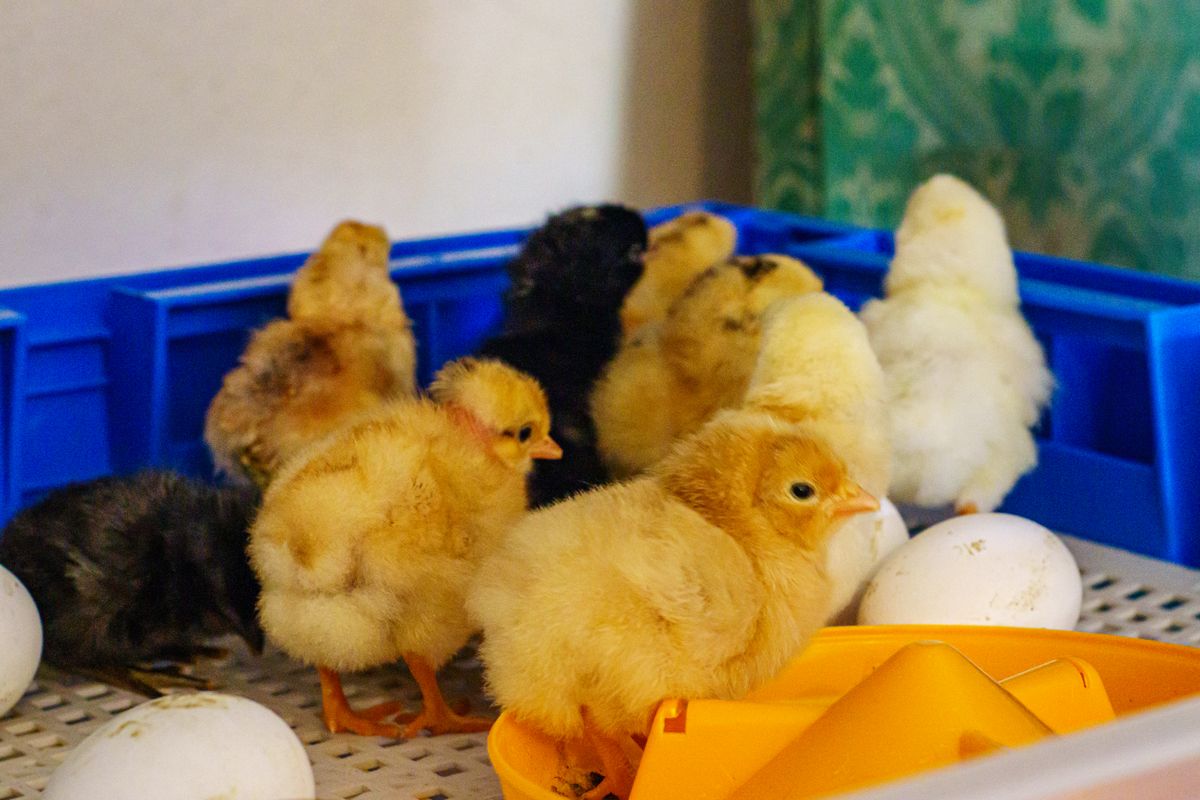 Chicks and eggs together inside an incubator