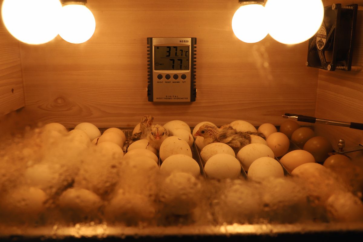 Eggs and newly hatched chicks inside an incubator