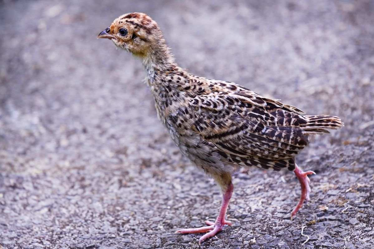 A young quail with developing feather patterns