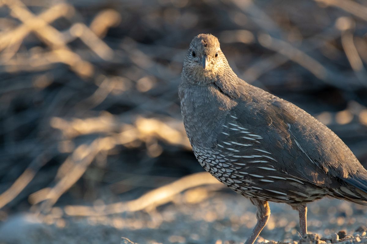 A plump quail standing outdoors
