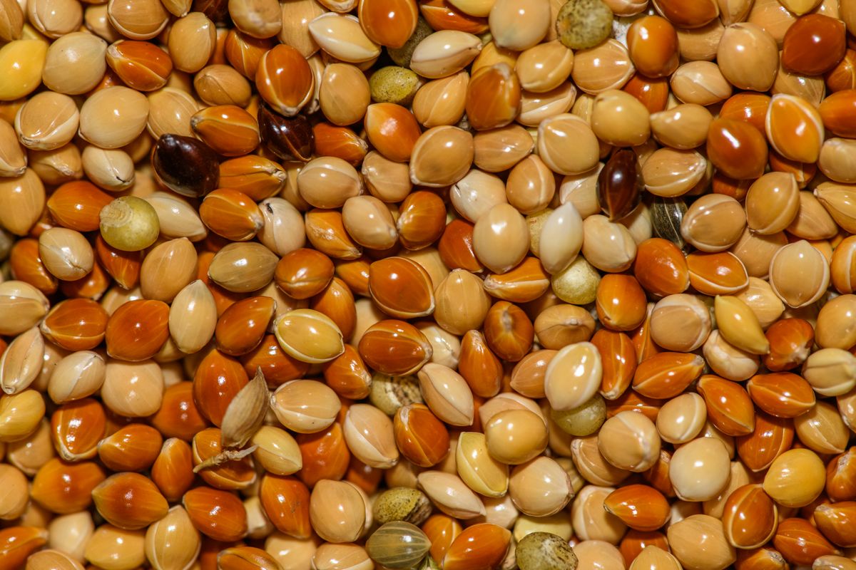 Mixed grain and seed in close-up