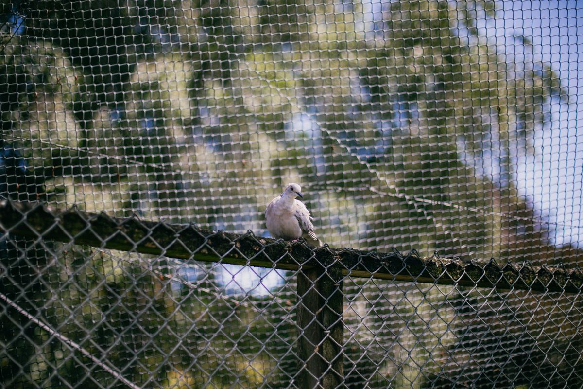 A bird perched inside an enclosure roofed with netting