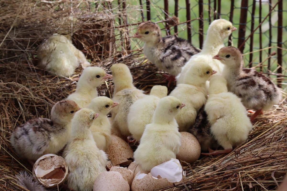Newborn chicks huddled together in a nest