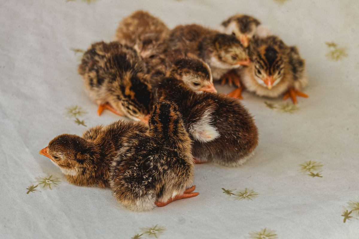 Newborn quail chicks huddled together