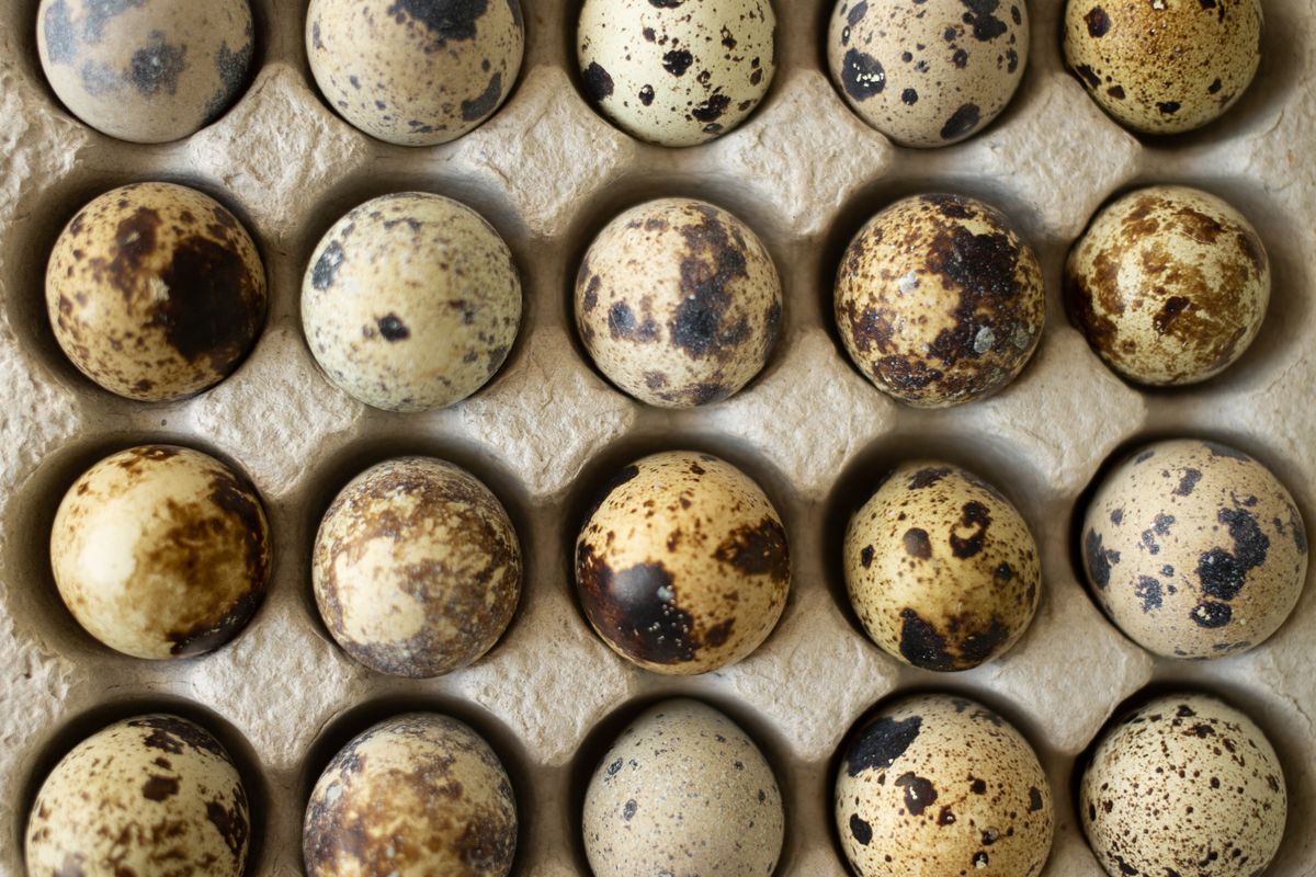 Speckled quail eggs arranged in an egg tray
