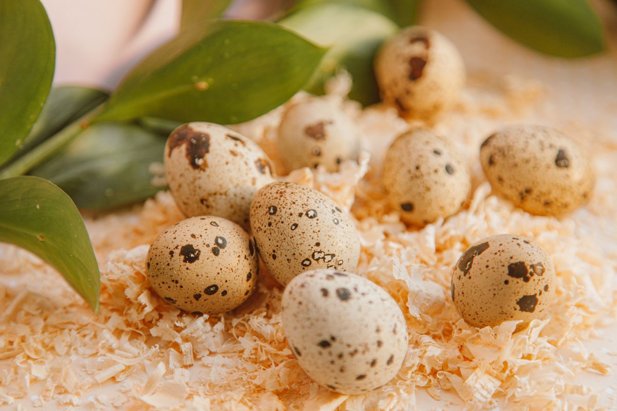 Quail eggs resting on wood shavings beside green leaves
