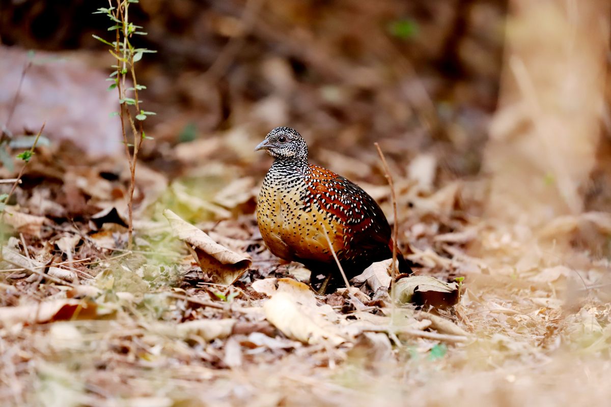 A quail among dry leaves on the forest floor