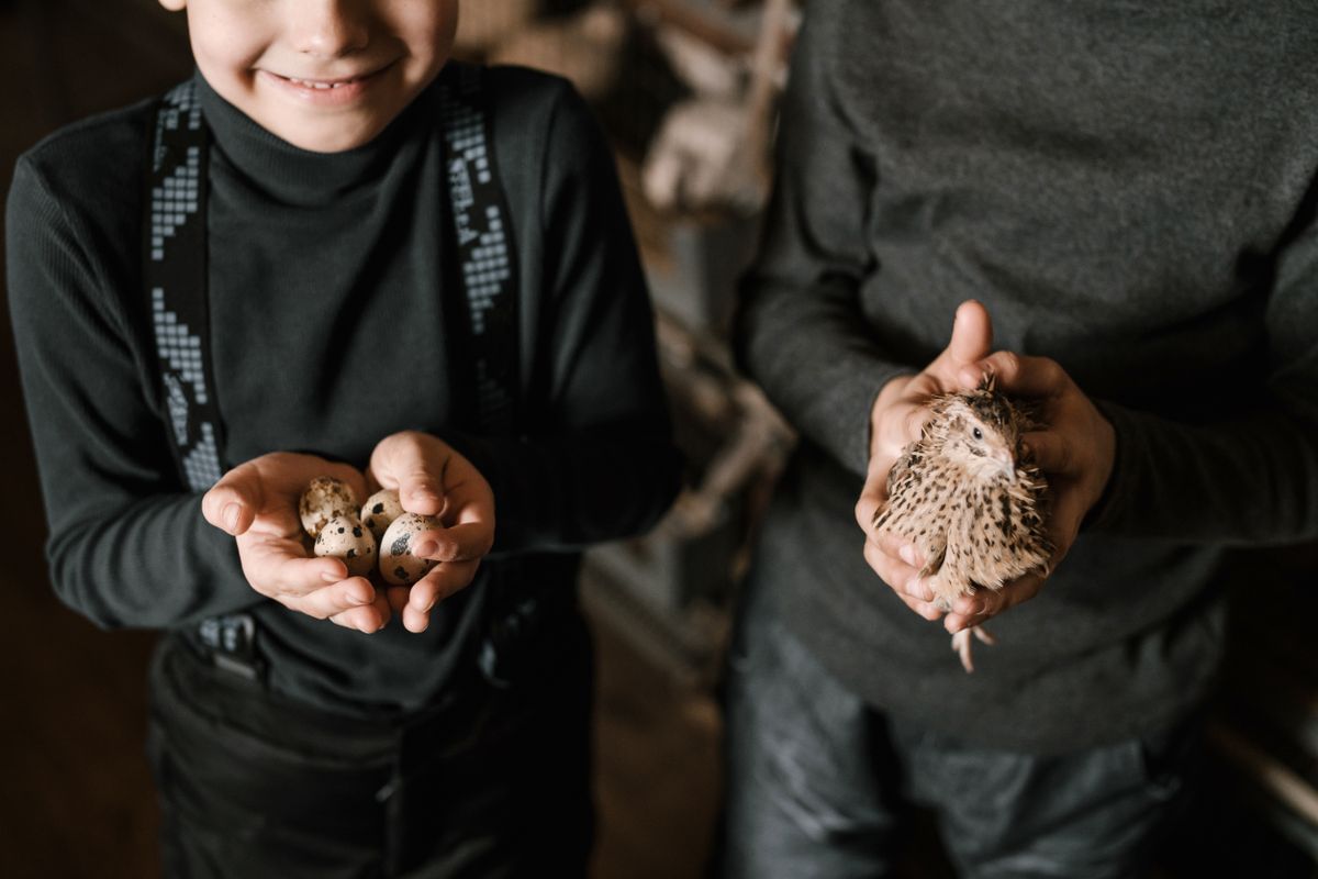 A small quail held in a pair of hands