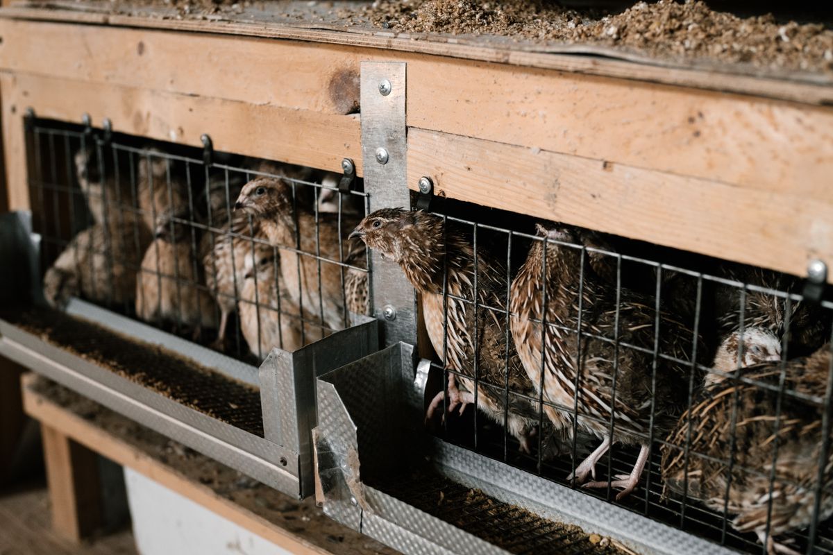 Several quail together in a wire cage