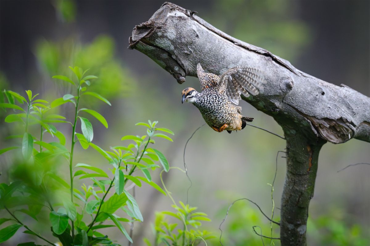 A quail in flight against green leaves