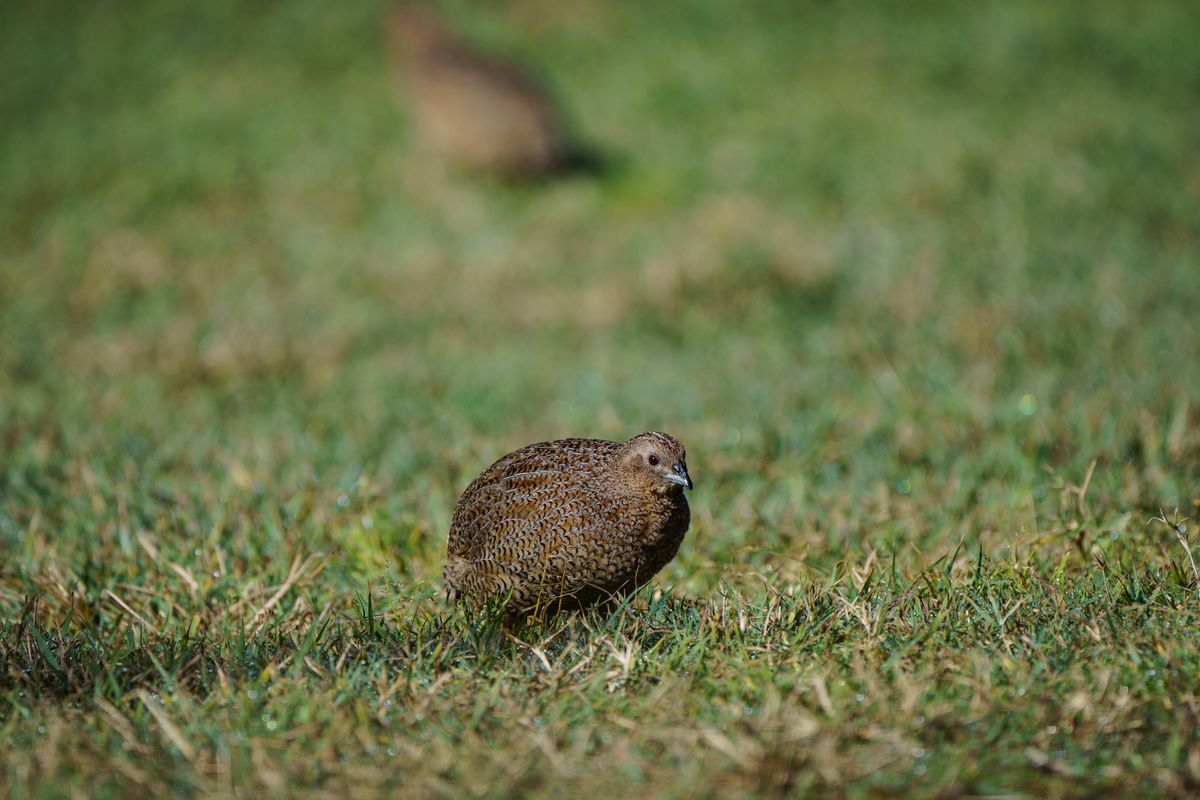 A quail standing on grass