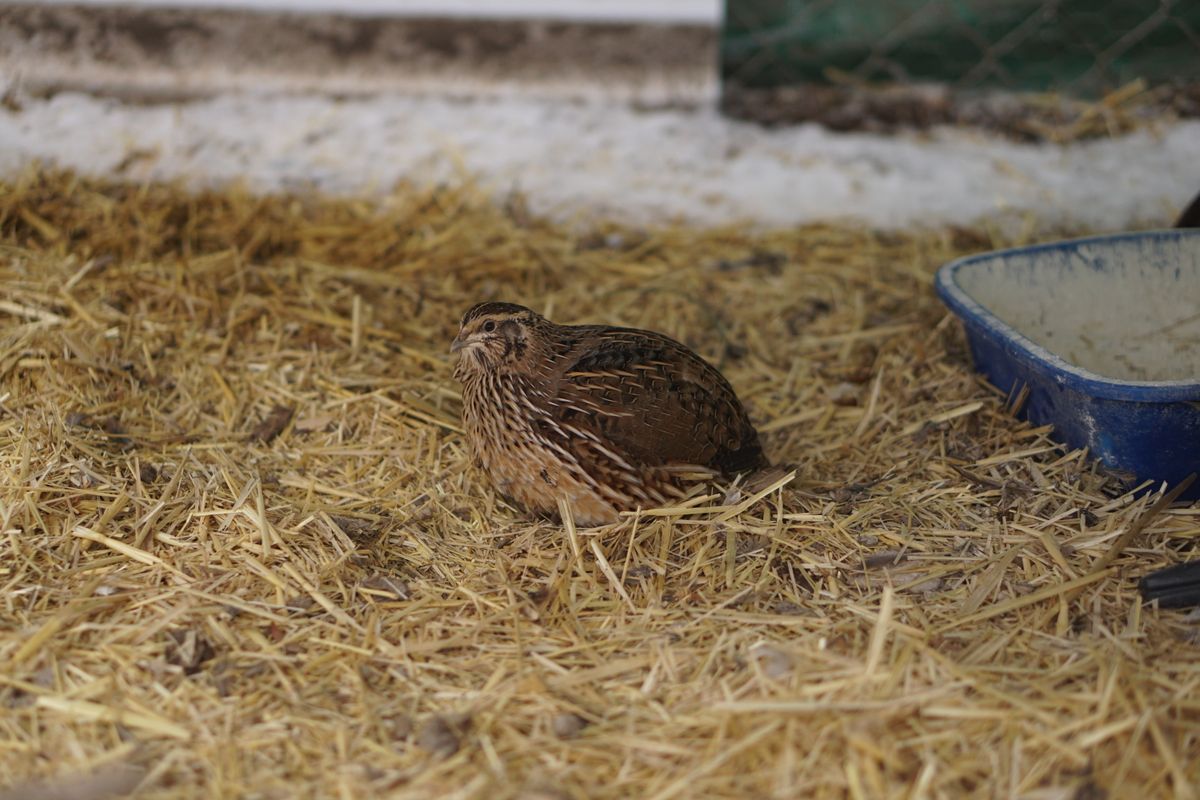 A brown quail sitting on straw inside an enclosure