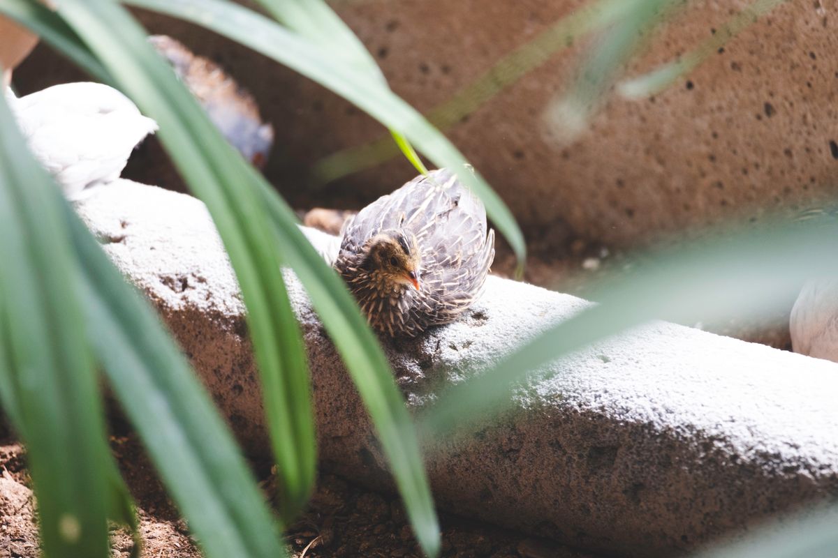 A brown quail resting under green leaves