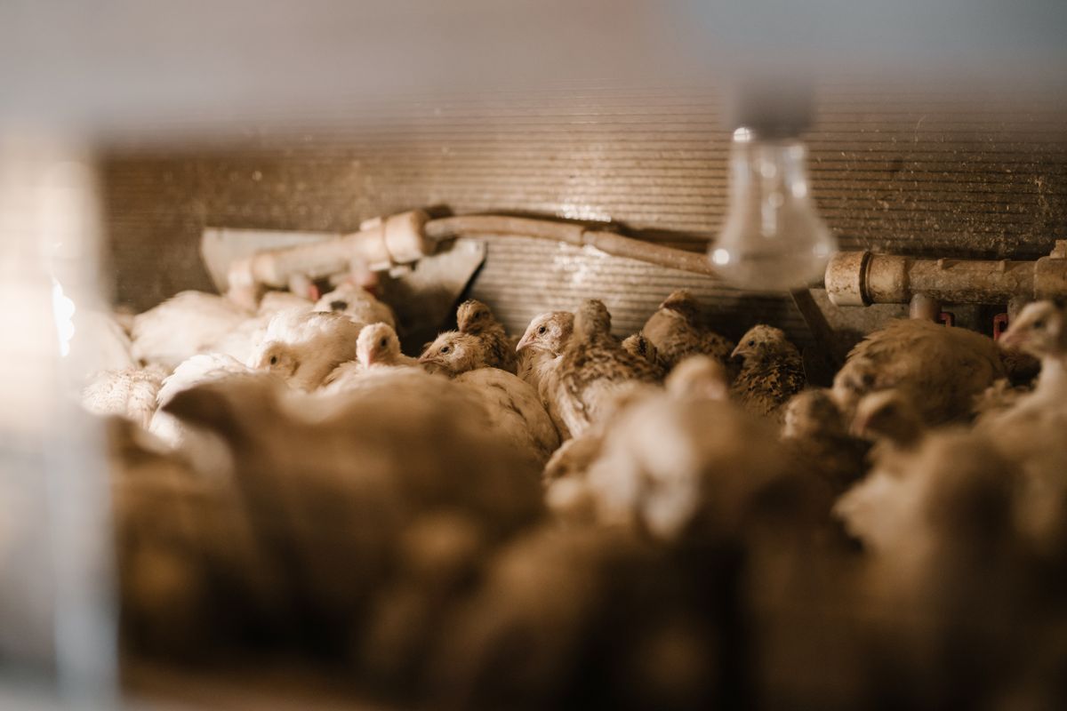 Quail inside a cage under a warm light
