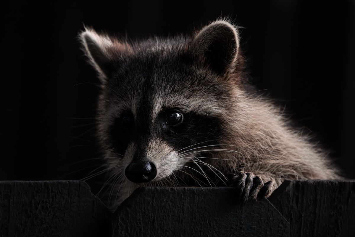 A raccoon looking over a fence at night