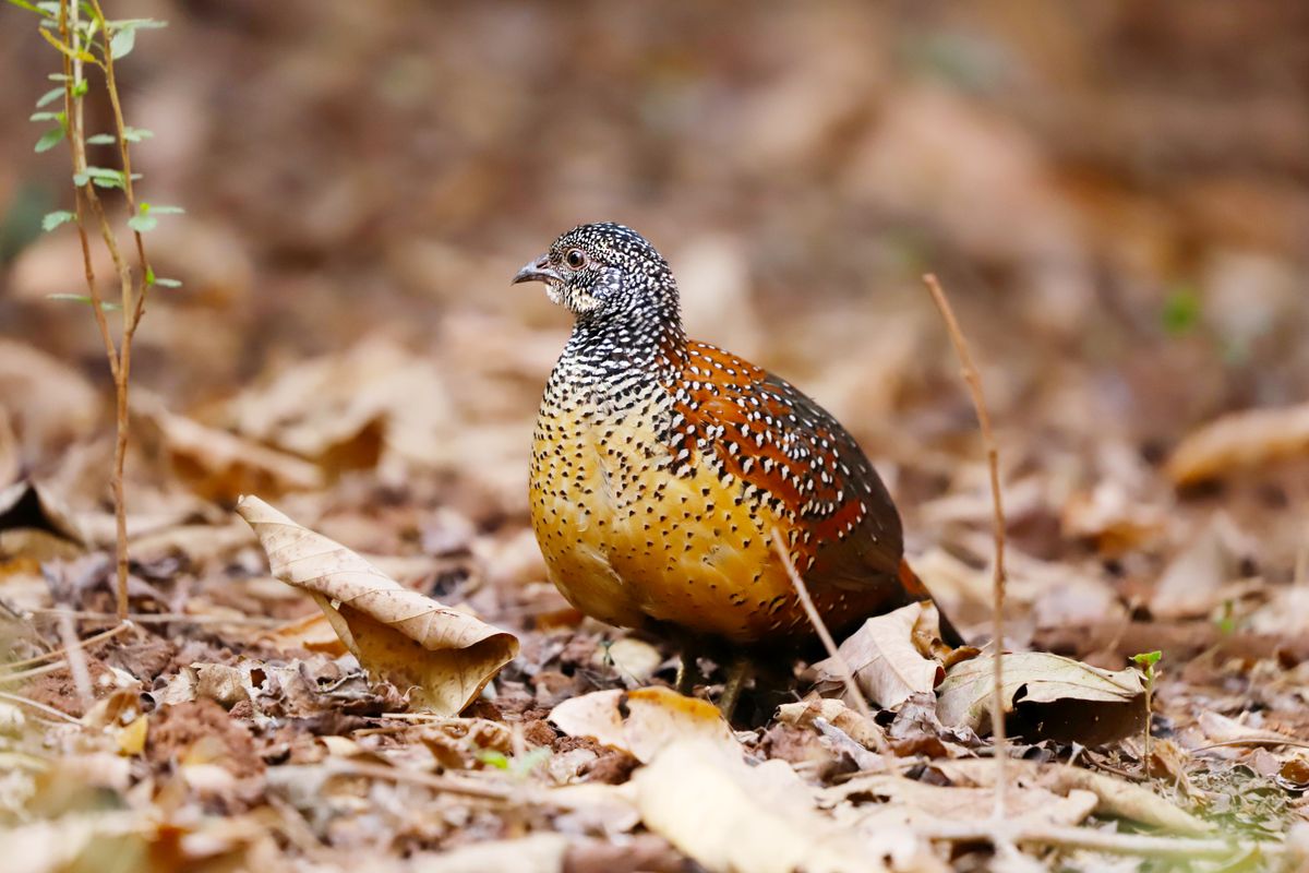 A quail with a speckled breast standing on leaf litter
