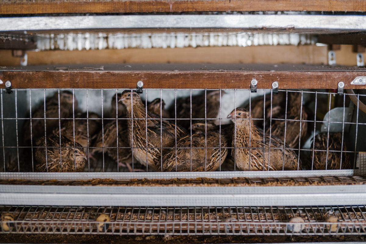 Quail in stacked wire cages on a metal rack