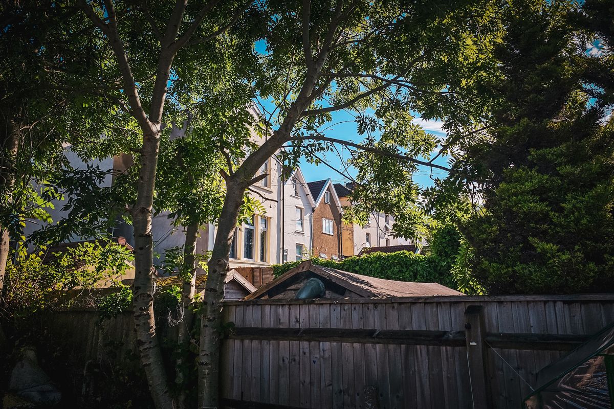 A suburban back garden with trees and a boundary fence