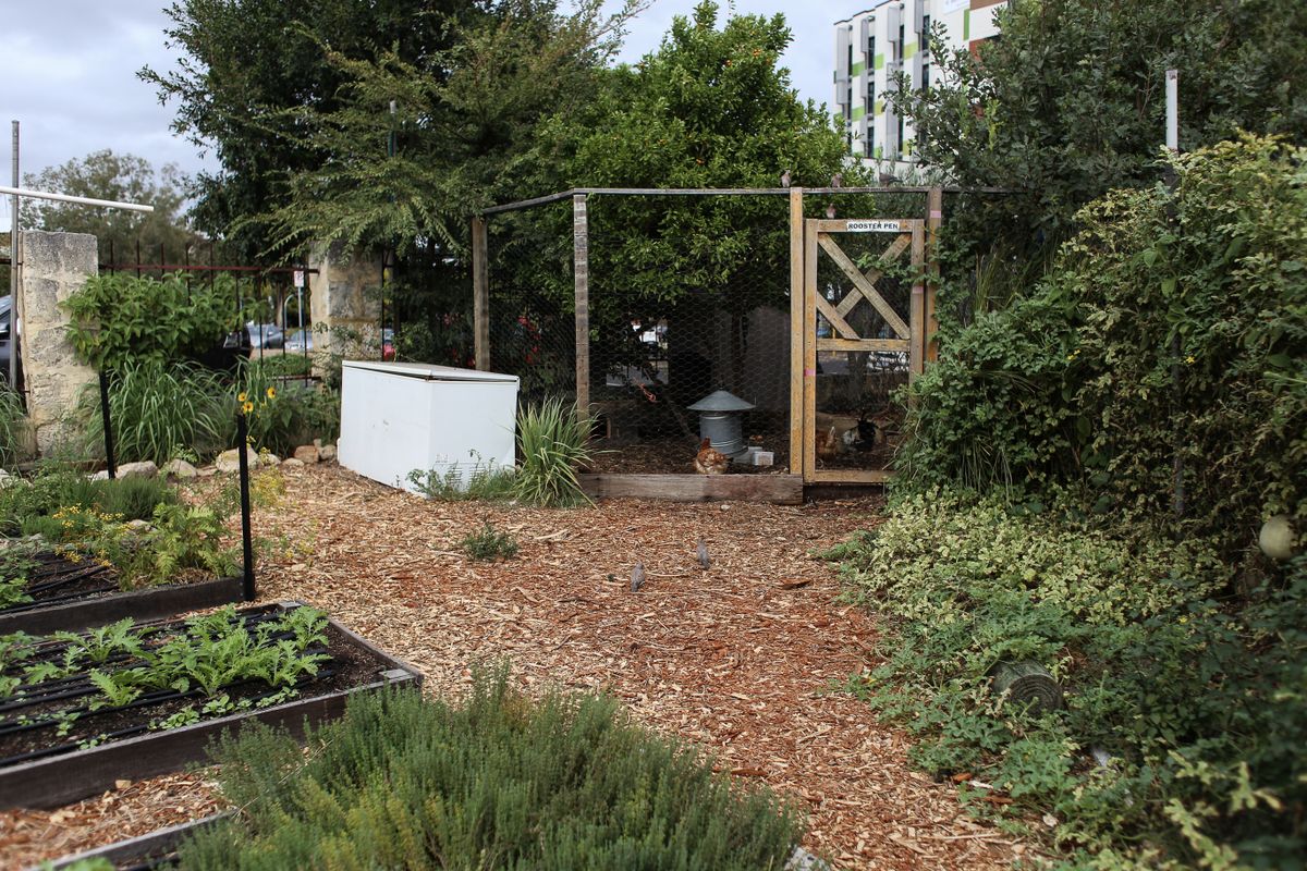 A small coop in an urban garden surrounded by plants