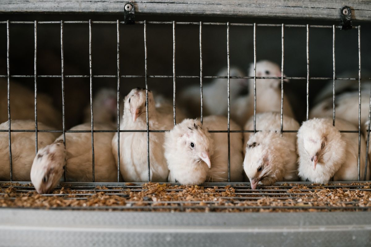 White Coturnix quail feeding at a trough in a wire cage