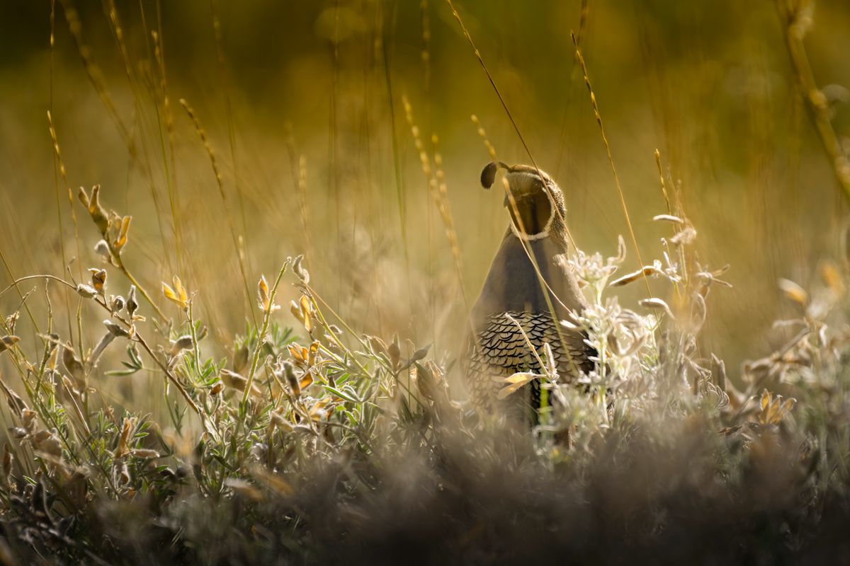 A wild quail in a sunlit meadow
