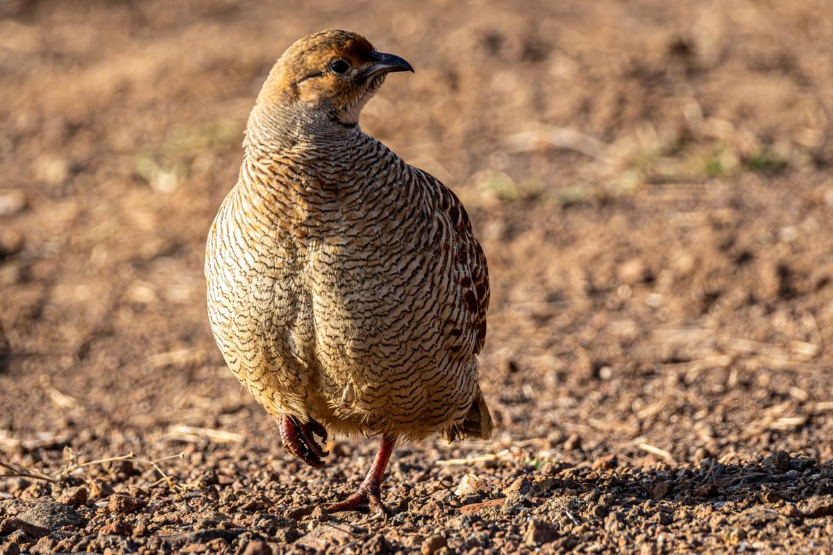 A brown wild-type quail on the ground