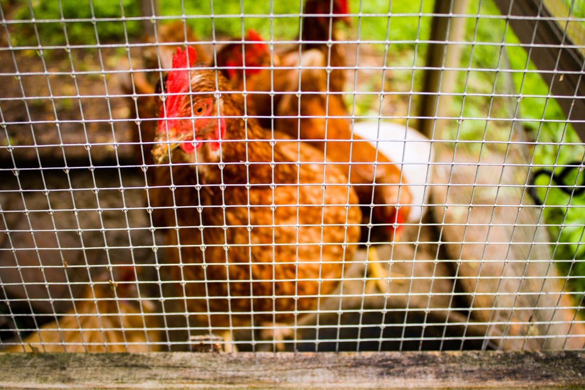 Birds standing behind wire mesh in a cage