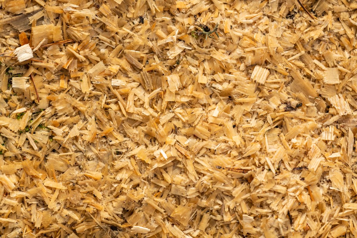 Fine wood shavings spread across a surface