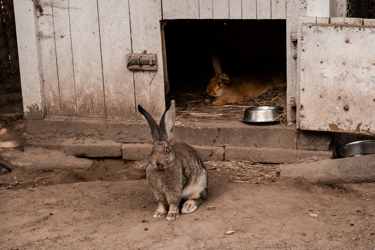 A raised wooden outdoor hutch with rabbits, one inside and one on the grass